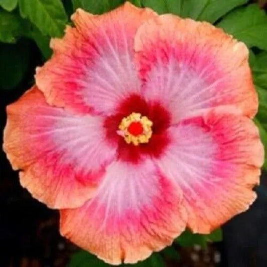 20 Pink Orange Hibiscus Flowers Flower Bloom Perennial Seeds | www.seedsplantworld.com