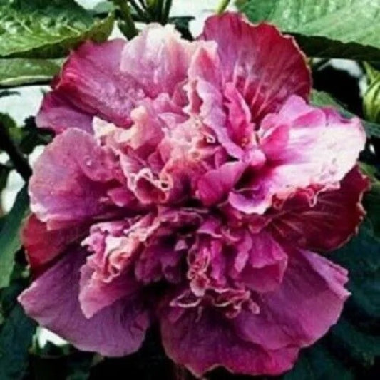 20 Double Pink Purple Hibiscus Flowers Flower Bloom Perennial Seeds | www.seedsplantworld.com