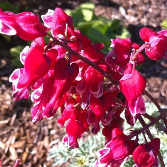 25 Cupid Bleeding Heart Dicentra Spectabilis Shade Flower Garden Perennial Seeds | www.seedsplantworld.com