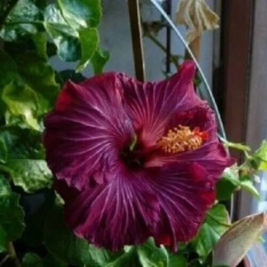 20 Dark Purple Hibiscus Flowers Flower Perennial Seeds | www.seedsplantworld.com