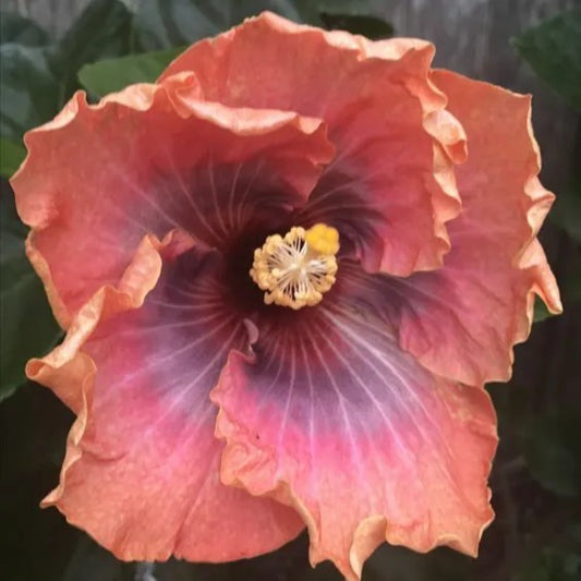 20 Orange Pink Hibiscus Flowers Flower Bloom Perennial Seeds | www.seedsplantworld.com