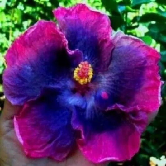 20 Pink Blue Hibiscus Flowers Flower Tropical Perennial Seeds | www.seedsplantworld.com