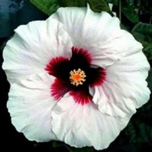 20 White Red Hibiscus Flowers Flower Perennial Seeds | www.seedsplantworld.com