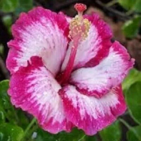 20 Pink Hibiscus Flowers Flower Shrub Tree Perennial Seeds | www.seedsplantworld.com