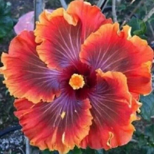 20 Red Purple Orange Hibiscus Flowers Flower Perennial Seeds | www.seedsplantworld.com