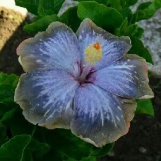 20 Blue Silver Gray Hibiscus Flowers Flower Perennial Seeds | www.seedsplantworld.com