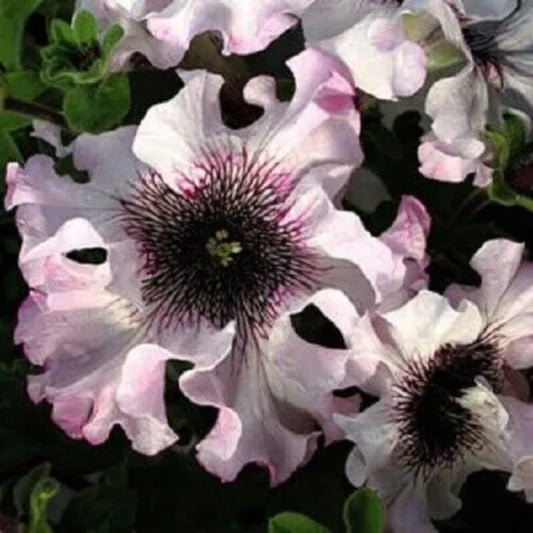 50 Ruffle Pink White Petunia Hanging Baskets Flowers Bloom Annual Seeds | www.seedsplantworld.com