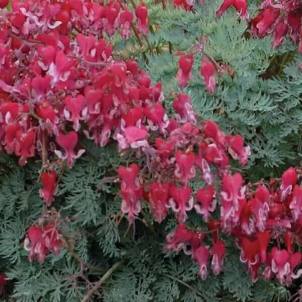 25 Fire Island Bleeding Heart Dicentra Spectabilis Shade Flower Garden Perennial Seeds | www.seedsplantworld.com