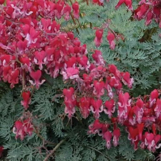 25 Fire Island Bleeding Heart Dicentra Spectabilis Shade Flower Garden Perennial Seeds | www.seedsplantworld.com