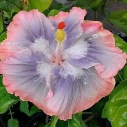 20 Blue Pink Hibiscus Flowers Flower Perennial Seeds | www.seedsplantworld.com