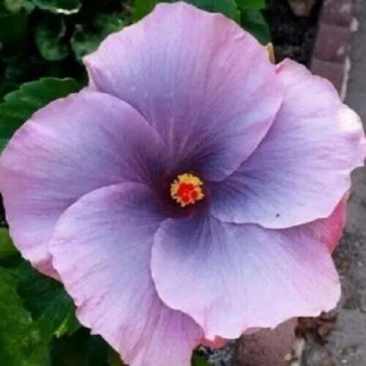 20 Purple Hibiscus Flowers Flower Perennial Seeds | www.seedsplantworld.com