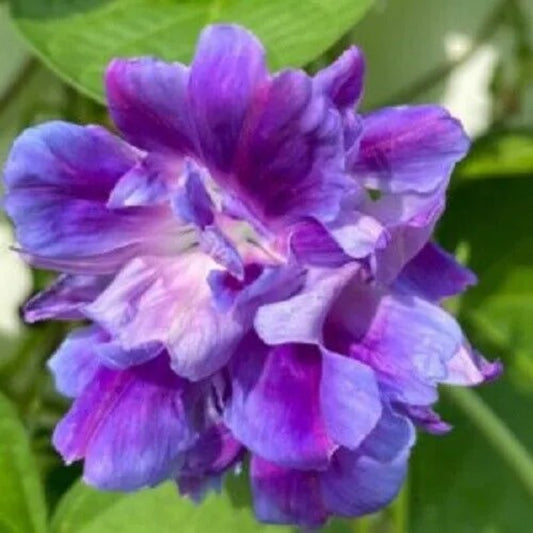 20 Spanish Blue Eyes Morning Glory Flowers Climbing Vine Annual Seeds | www.seedsplantworld.com