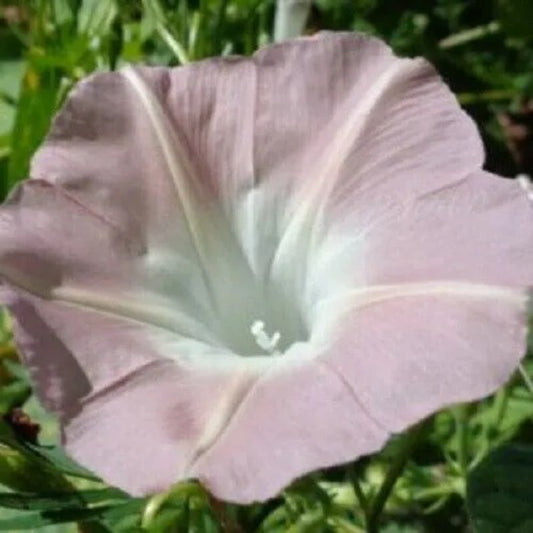 20 Light Pink Morning Glory Flowers Climbing Vine Annual Seeds | www.seedsplantworld.com