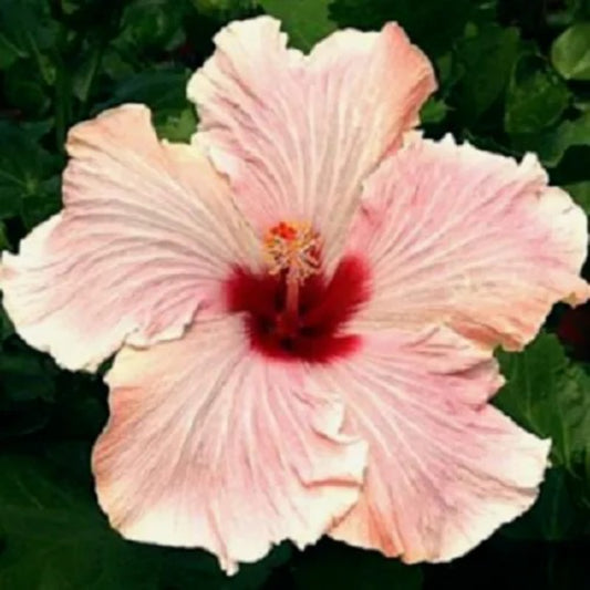 20 Light Pink Hibiscus Hardy Flower Garden Exotic Perennial Seeds | www.seedsplantworld.com