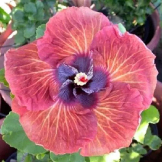 20 Pink Orange Hibiscus Hardy Flower Garden Exotic Perennial Seeds | www.seedsplantworld.com