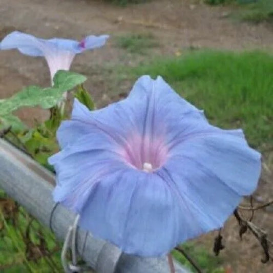 20 Light Blue Pink Morning Glory Flowers Climbing Vine Annual Seeds | www.seedsplantworld.com