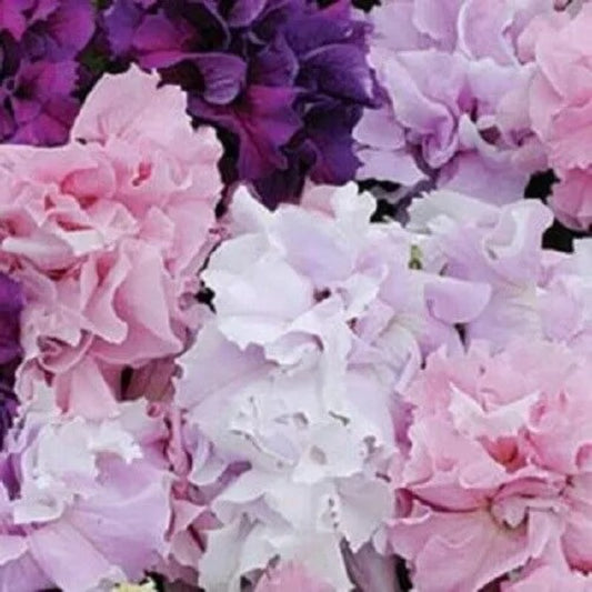 50 DBL Pink Purple Petunia Hanging Baskets Flowers Bloom Annual Seeds | www.seedsplantworld.com