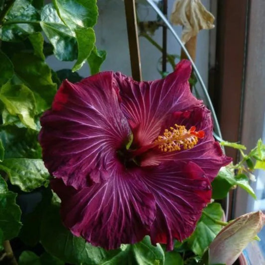 20 Dark Pink Purple Hibiscus Flowers Flower Bloom Annual Seeds | www.seedsplantworld.com