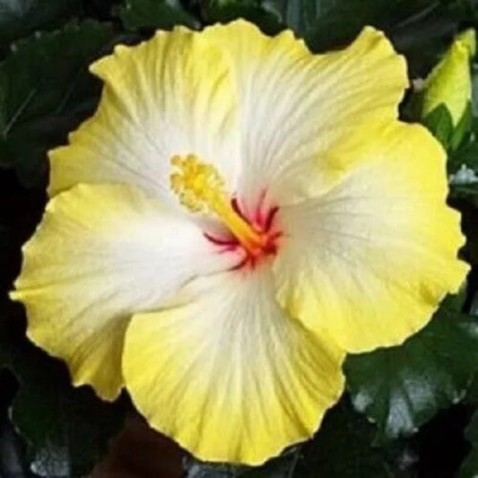 20 Yellow White Hibiscus Flowers Flower Bloom Perennial Seeds | www.seedsplantworld.com