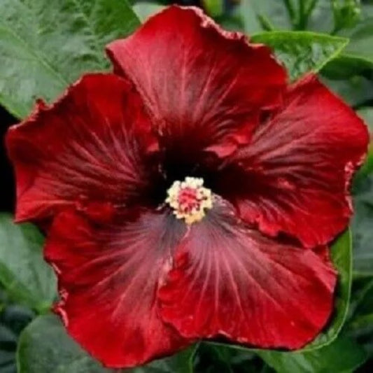 20 Dark Red Hibiscus Flowers Flower Bloom Perennial Seeds | www.seedsplantworld.com