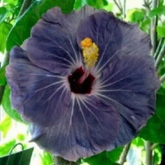 20 Purple Silver Hibiscus Flowers Flower Bloom Perennial Seeds | www.seedsplantworld.com