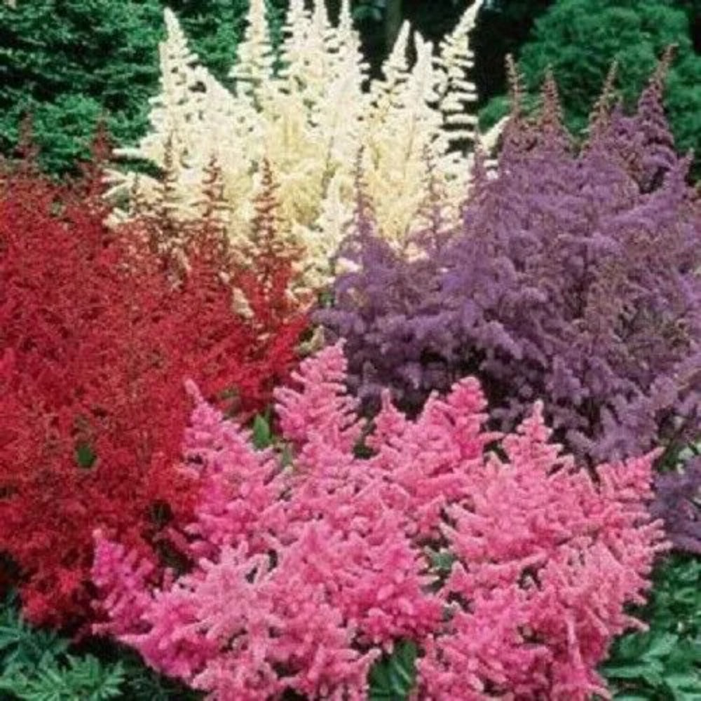 50 White Pink Red Astilbe Bunter Shade Garden Flower Perennial Seeds | www.seedsplantworld.com