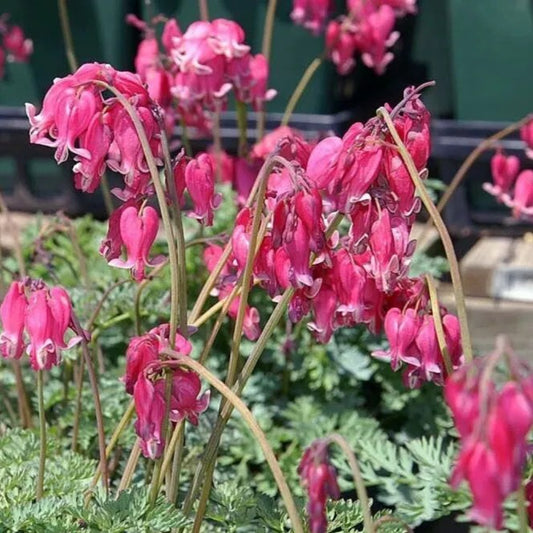 25 King Hearts Bleeding Heart Dicentra Spectabilis Shade Flower Garden Perennial Seeds | www.seedsplantworld.com