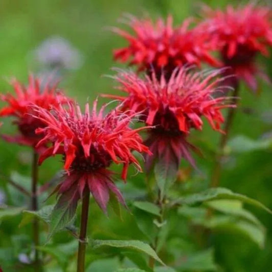 100 Red Bee Balm Flowers Bloom Hummingbird Flower Perennial Seeds | www.seedsplantworld.com