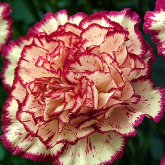 100 Yellow Red Carnation Dianthus Flowers Flower Perennial Seeds | www.seedsplantworld.com