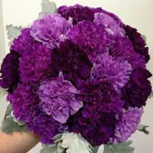 100 Purple Mix Carnation Dianthus Flowers Flower Bloom Perennial Seeds | www.seedsplantworld.com