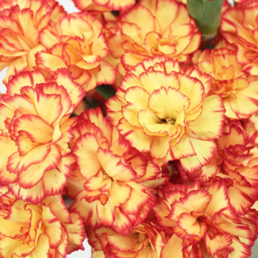 100 Yellow Orange Carnation Dianthus Flowers Flower Perennial Seeds | www.seedsplantworld.com