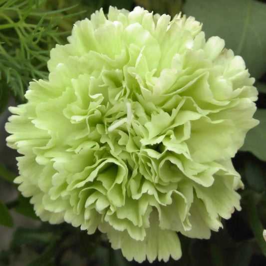 100 Green Carnation Dianthus Flowers Flower Bloom Perennial Seeds | www.seedsplantworld.com