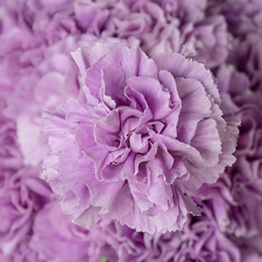 100 Lavender Carnation Dianthus Flowers Flower Perennial Seeds | www.seedsplantworld.com