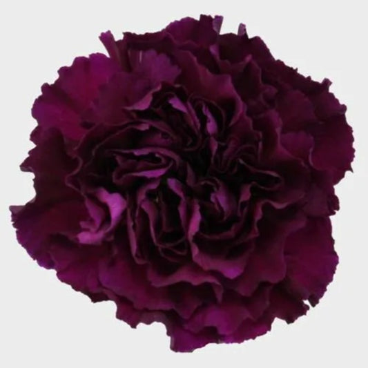 100 Maroon Carnation Dianthus Flowers Flower Perennial Seeds | www.seedsplantworld.com