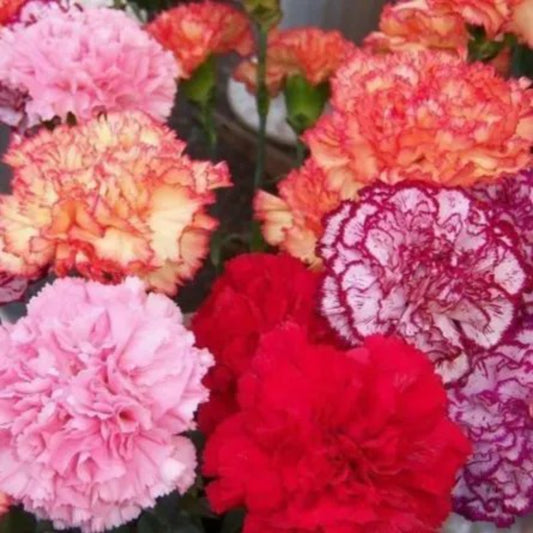 100 Double Mix Carnation Dianthus Flowers Flower Perennial Seeds | www.seedsplantworld.com