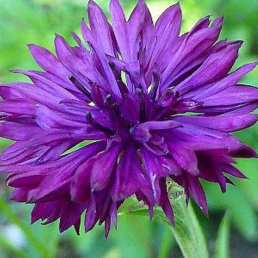 100 Bright Purple Bachelor's Button Flower Flowers Garden Annual Seeds | www.seedsplantworld.com