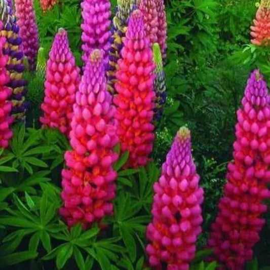 25 Pink Purple Orange Lupine Flower Flowers Perennial Seeds | www.seedsplantworld.com