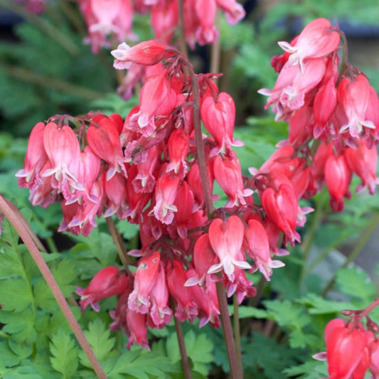 25 Luxuriant Bleeding Heart Dicentra Spectabilis Shade Flower Garden Perennial Seeds | www.seedsplantworld.com