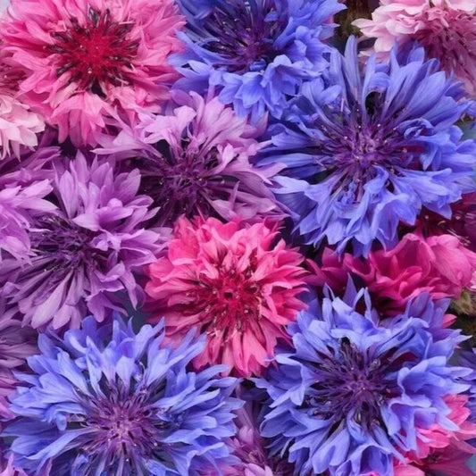 50 Beauty Mix Bachelor's Button Flower Flowers Garden Annual Seeds | www.seedsplantworld.com