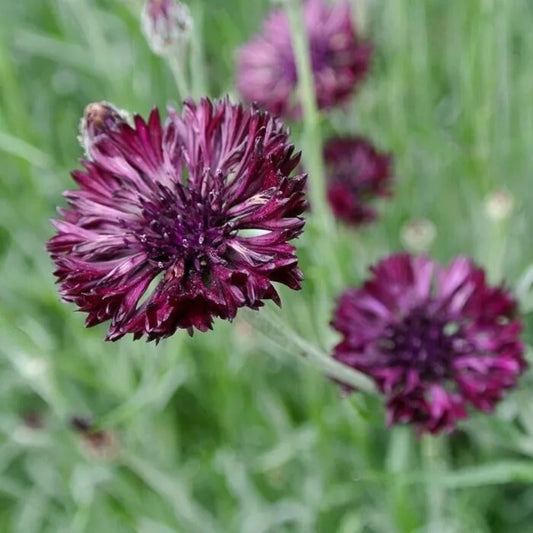 50 Black Ball Bachelor's Button Flower Flowers Garden Annual Seeds | www.seedsplantworld.com