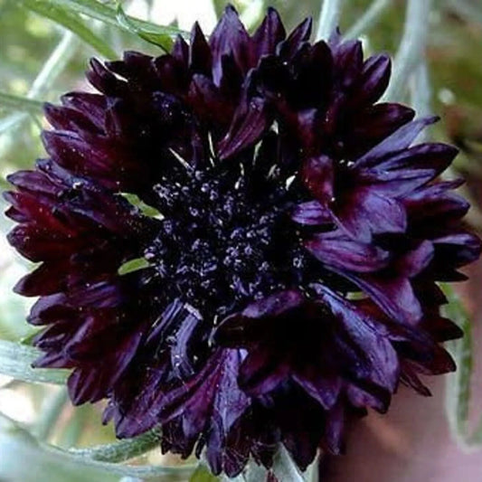 50 Black Bachelor's Button Flower Flowers Garden Annual Seeds | www.seedsplantworld.com