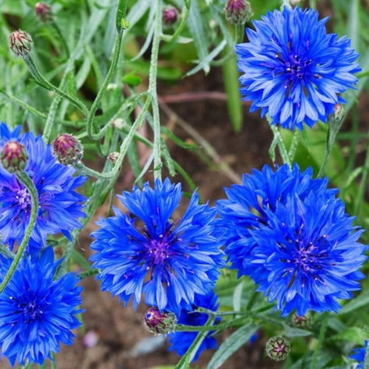 50 Bright Blue Bachelor's Button Flower Flowers Garden Annual Seeds | www.seedsplantworld.com