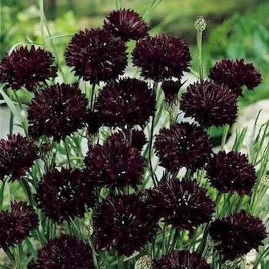 50 Double Blac Bachelor's Button Flower Flowers Garden Annual Seeds | www.seedsplantworld.com