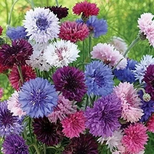 50 Dwarf Polka Dot Bachelor's Button Flower Flowers Garden Annual Seeds | www.seedsplantworld.com