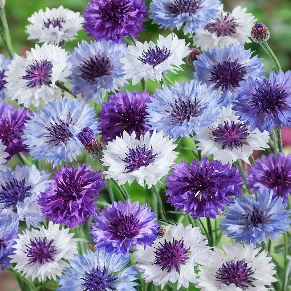 50 Fantastic Mix Bachelor's Button Flower Flowers Garden Annual Seeds | www.seedsplantworld.com