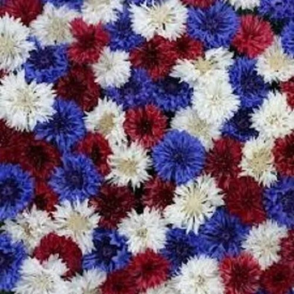 50 Firework Mix Bachelor's Button Flower Flowers Garden Annual Seeds | www.seedsplantworld.com