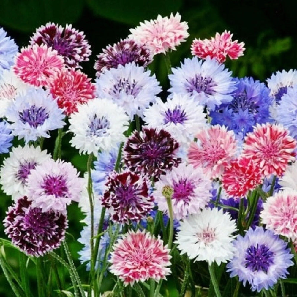 50 Frosty Mix Bachelor's Button Flower Flowers Garden Annual Seeds | www.seedsplantworld.com