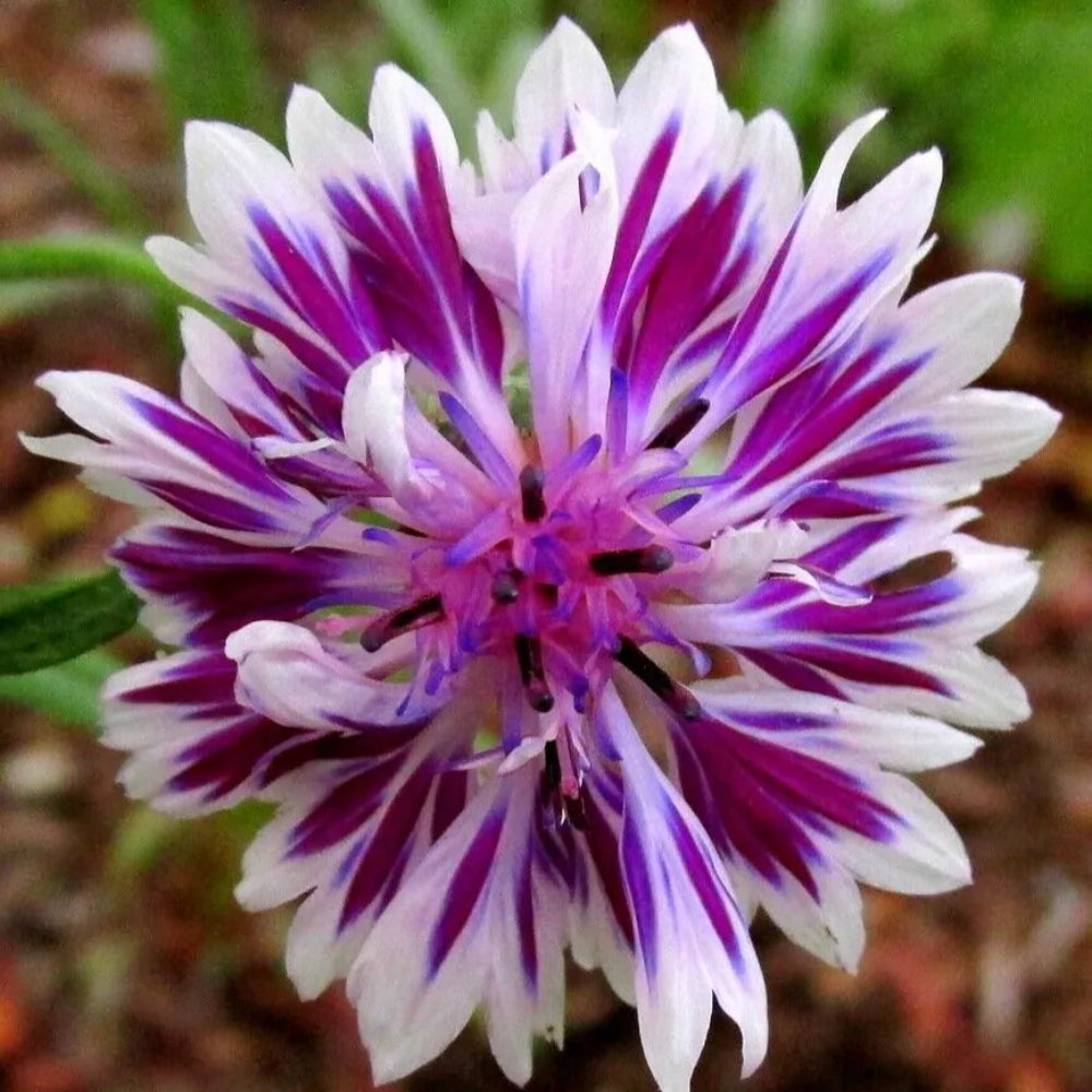 50 Purple Whit Bachelor's Button Flower Flowers Garden Annual Seeds | www.seedsplantworld.com