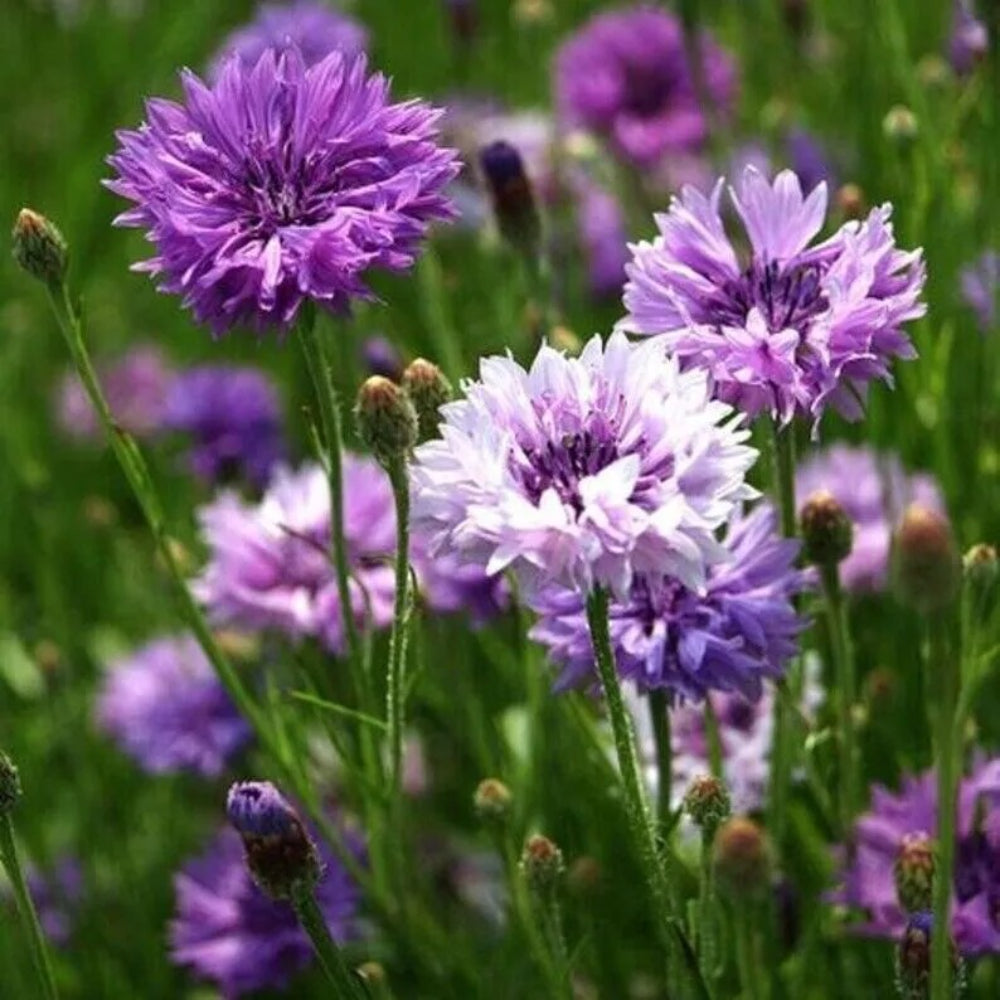 100 Purple Bachelor's Button Flower Flowers Garden Annual Seeds | www.seedsplantworld.com