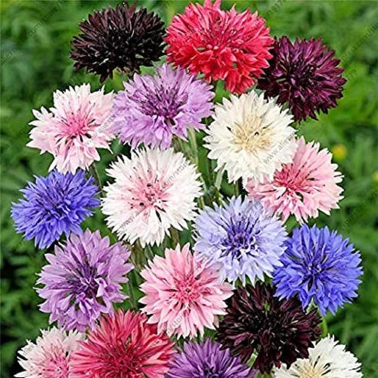 50 Double Tall Mix Bachelor's Button Flower Flowers Garden Annual Seeds | www.seedsplantworld.com